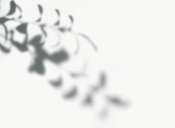 Leaves shadow on a wall | Free transparent png - 557584 Leaves shadow on a wall | Free transparent png - 557584