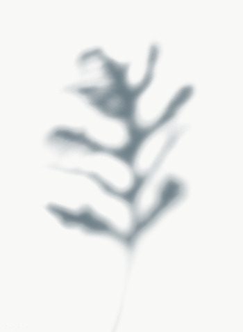 Leaves shadow on a wall | Free transparent png - 557598 Leaves shadow on a wall | Free transparent png - 557598