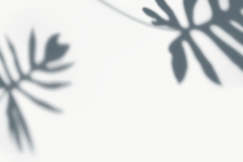 Leaves shadow on a wall | Free transparent png - 557626 Leaves shadow on a wall | Free transparent png - 557626