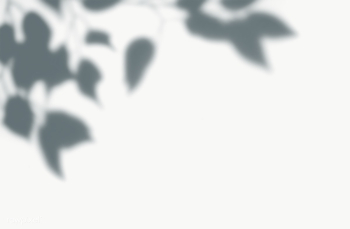 Leaves shadow on a wall | Free transparent png - 557651 Leaves shadow on a wall | Free transparent png - 557651