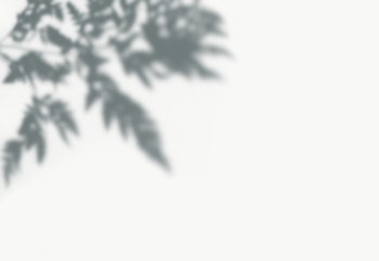 Leaves shadow on a wall | Free transparent png - 557662 Leaves shadow on a wall | Free transparent png - 557662