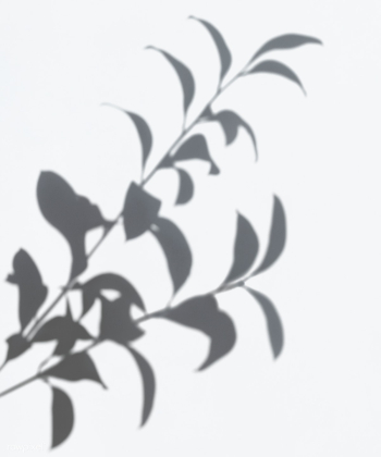 Leaves shadow on a white wall | Free stock psd mockup - 555975 Leaves shadow on a white wall | Free stock psd mockup - 555975