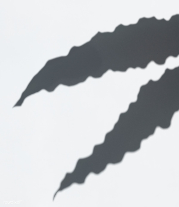 Leaves shadow on a white wall | Free stock psd mockup - 555982 Leaves shadow on a white wall | Free stock psd mockup - 555982
