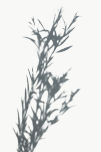 Leaves shadow on a white wall | Free transparent png - 557596 Leaves shadow on a white wall | Free transparent png - 557596