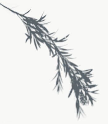 Leaves shadow on a white wall | Free transparent png - 557599 Leaves shadow on a white wall | Free transparent png - 557599