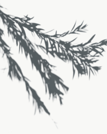 Leaves shadow on a white wall | Free transparent png - 557603 Leaves shadow on a white wall | Free transparent png - 557603