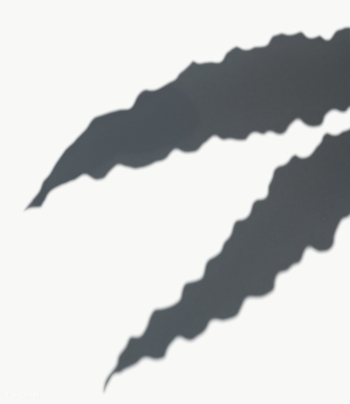 Leaves shadow on a white wall | Free transparent png - 557615 Leaves shadow on a white wall | Free transparent png - 557615