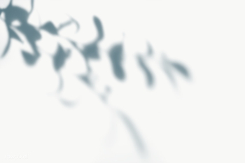 Leaves shadow on a white wall | Free transparent png - 557636 Leaves shadow on a white wall | Free transparent png - 557636
