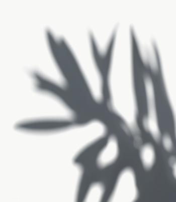 Leaves shadow on a white wall | Free transparent png - 557637 Leaves shadow on a white wall | Free transparent png - 557637