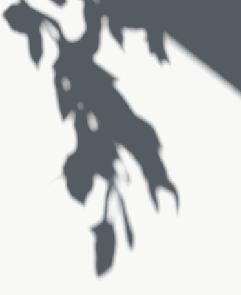 Leaves shadow on a white wall | Free transparent png - 557642 Leaves shadow on a white wall | Free transparent png - 557642