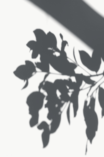 Leaves shadow on a white wall | Free transparent png - 557654 Leaves shadow on a white wall | Free transparent png - 557654