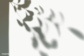 Leaves shadow on a white wall | Free transparent png - 557658 Leaves shadow on a white wall | Free transparent png - 557658