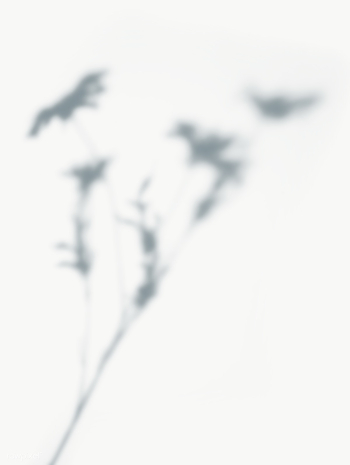 Leaves shadow on the wall | Free transparent png - 557602 Leaves shadow on the wall | Free transparent png - 557602