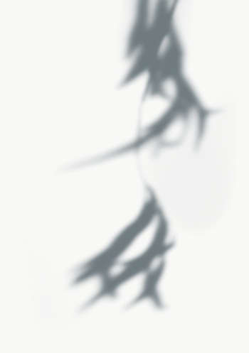 Leaves shadow on the wall | Free transparent png - 557607 Leaves shadow on the wall | Free transparent png - 557607