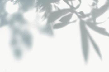 Leaves shadow on the wall | Free transparent png - 557617 Leaves shadow on the wall | Free transparent png - 557617