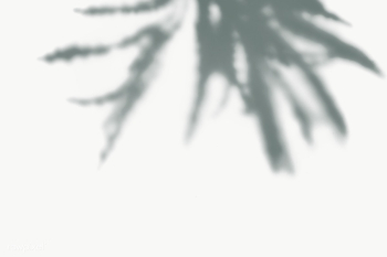 Leaves shadow on the wall | Free transparent png - 557622 Leaves shadow on the wall | Free transparent png - 557622