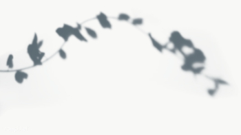 Leaves shadow on the wall | Free transparent png - 557623 Leaves shadow on the wall | Free transparent png - 557623