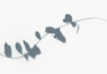 Leaves shadow on the wall | Free transparent png - 557625 Leaves shadow on the wall | Free transparent png - 557625