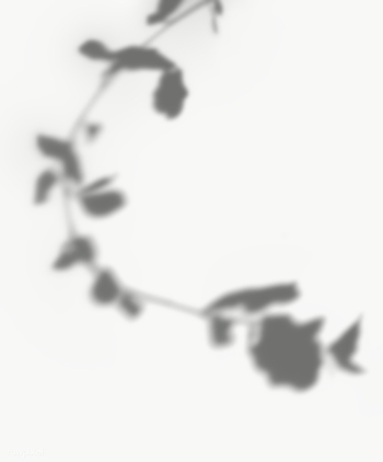 Leaves shadow on the wall | Free transparent png - 557631 Leaves shadow on the wall | Free transparent png - 557631