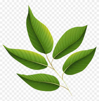Leaves Wallpaper, Clipart Images, Green Leaves, Clip - Green Leaves Png Transparent Leaves Wallpaper, Clipart Images, Green Leaves, Clip - Green Leaves Png Transparent