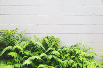 Leaves & White Brick Background Leaves & White Brick Background