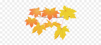 Leaves Yellow - Maple Leaf