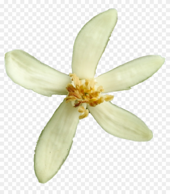 Lemon Blossom Png By Bunny With Camera - Lemon Lemon Blossom Png By Bunny With Camera - Lemon
