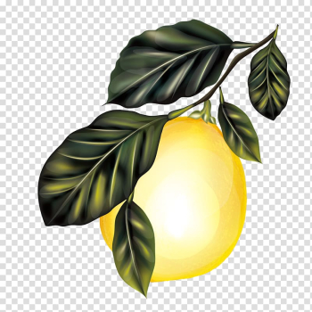 Lemon Branch Fruit tree, Lemon Tree transparent background PNG clipart Lemon Branch Fruit tree, Lemon Tree transparent background PNG clipart