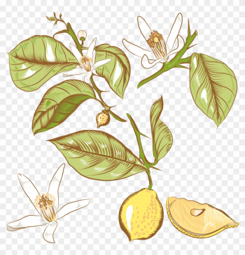 Lemon Flower Drawing Royalty - Lemon Tree Png Арт Lemon Flower Drawing Royalty - Lemon Tree Png Арт