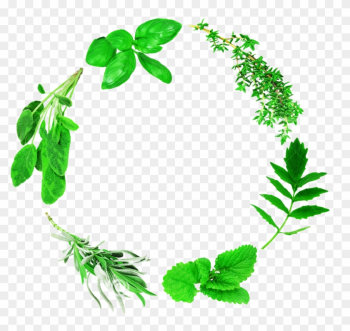 Lemon Leaf Computer File - Lemon Leaf Computer File