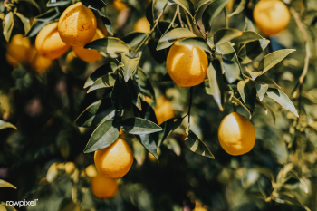Lemon orchard | Free stock photo - 937559 Lemon orchard | Free stock photo - 937559