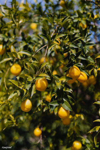 Lemon orchard | Free stock photo - 937693 Lemon orchard | Free stock photo - 937693