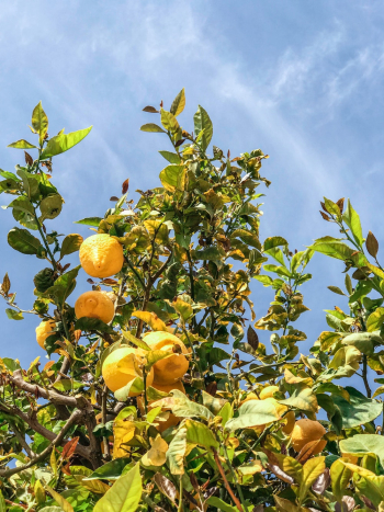 Lemon Tree Lemon Tree