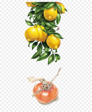 Lemon Watercolor painting Illustration - Lemon persimmon Lemon Watercolor painting Illustration - Lemon persimmon