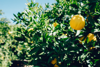 Lemons on tree Lemons on tree