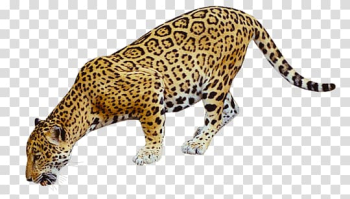 Leopard animal, Jaguar Drinking transparent background PNG clipart Leopard animal, Jaguar Drinking transparent background PNG clipart