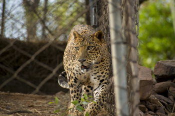 Leopard Inside Cage Leopard Inside Cage