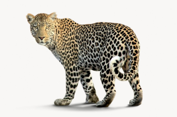 Leopard isolated on white, animal | Free Photo - rawpixel Leopard isolated on white, animal | Free Photo - rawpixel