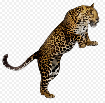 Leopard Lesson plan Worksheet Teacher - Leopard Lesson plan Worksheet Teacher -