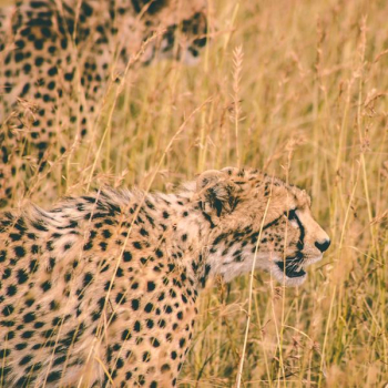 leopard near bushes leopard near bushes