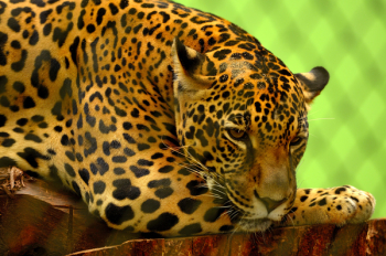 Leopard on Brown Log Leopard on Brown Log
