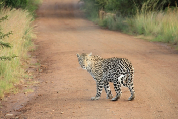 leopard on dirt road leopard on dirt road