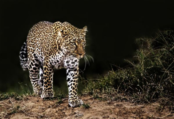 leopard on grass leopard on grass