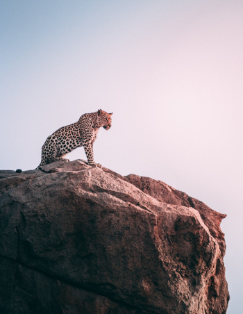 Leopard On Mountain Leopard On Mountain