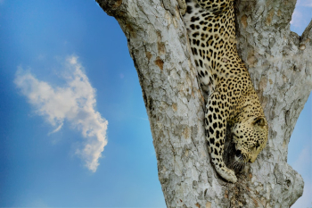 Leopard on Tree Leopard on Tree