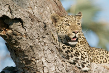 leopard on tree stem leopard on tree stem