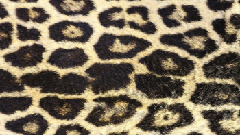 Leopard pattern desktop wallpaper, high | Free Photo - rawpixel Leopard pattern desktop wallpaper, high | Free Photo - rawpixel