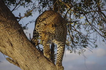 Leopard perched in a tree | Free Photo - rawpixel