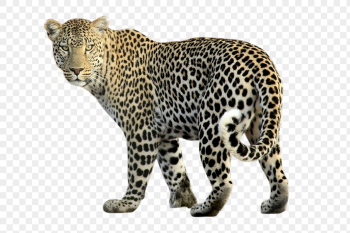 Leopard png clipart, wildlife, transparent | Free PNG - rawpixel Leopard png clipart, wildlife, transparent | Free PNG - rawpixel