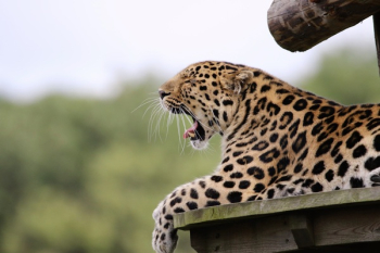 Leopard Yawning Lying on Brown Wood Leopard Yawning Lying on Brown Wood